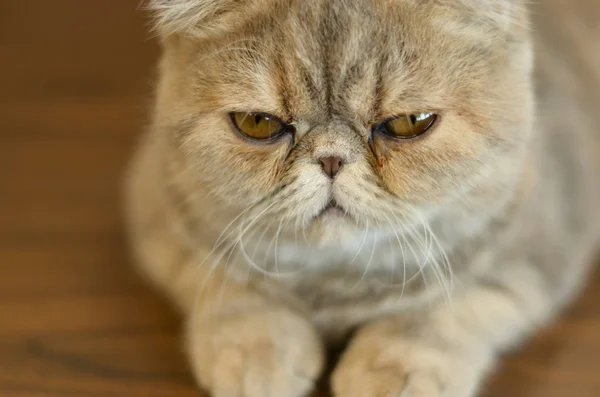 Cierre Del Gato Corto Exótico Con Ojos Amplios Sentado Una — Foto de Stock