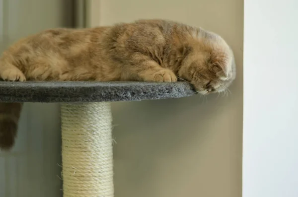 Exótico Gato Pelo Corto Durmiendo Acostado Carnicería Gris Terciopelo Casa — Foto de Stock