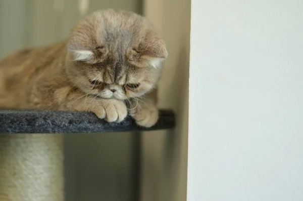 Exótico Cabelo Curto Gato Dormindo Deitado Seu Cinzento Veludo Cattery — Fotografia de Stock