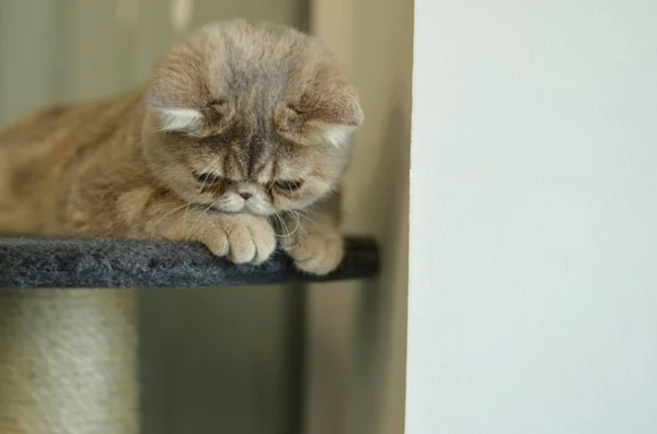 Exótico Gato Pelo Corto Durmiendo Acostado Carnicería Gris Terciopelo Casa —  Fotos de Stock