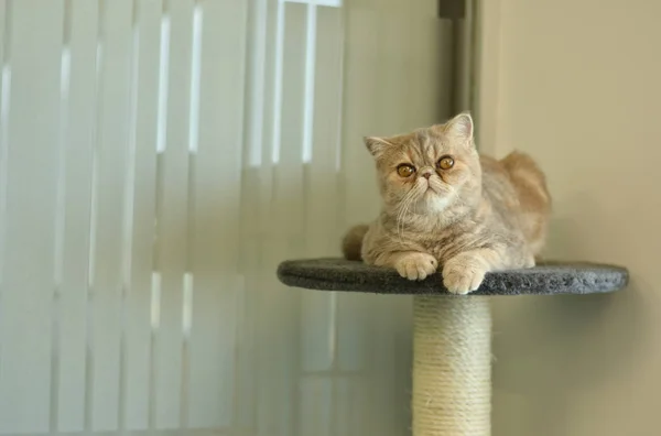 Exótico Gato Pelo Corto Durmiendo Acostado Carnicería Gris Terciopelo Casa — Foto de Stock