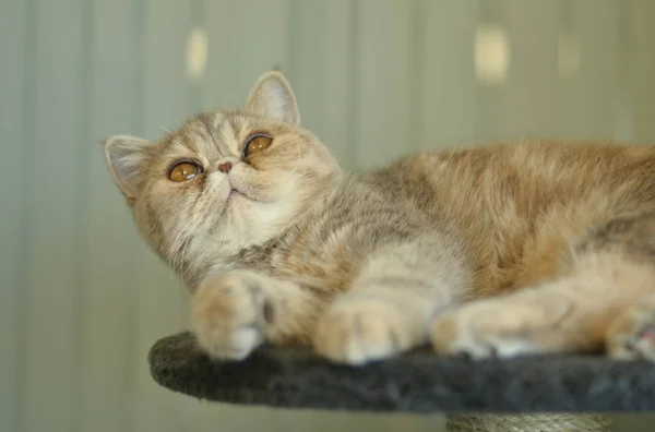 Exótico Gato Pelo Corto Durmiendo Acostado Carnicería Gris Terciopelo Casa — Foto de Stock