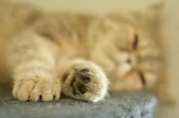 Exótico Gato Pelo Corto Durmiendo Acostado Terciopelo Con Foco Sus — Foto de Stock