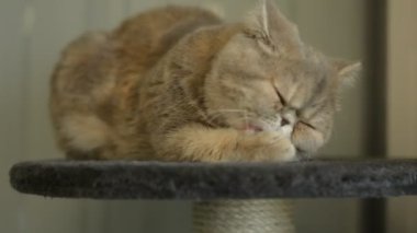 Yüksek bir masaya tünemiş egzotik görünümlü kısa tüylü kedi yavrusu pençelerini yalıyor ve kulakları tetikte beklerken kameraya göz kırpıyor. Farsça üreyen kediler tarafından geliştirilmiş, popüler evcil hayvanlardır.