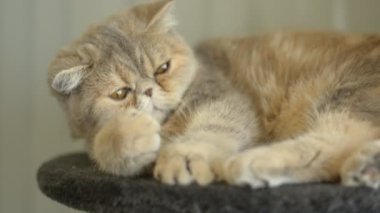 exotic shorthair cat sitting and blinking