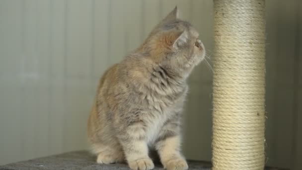 Meraklı Huysuz Görünümlü Egzotik Kısa Saçlı Kedi Yavrusu Yukarı Aşağı — Stok video