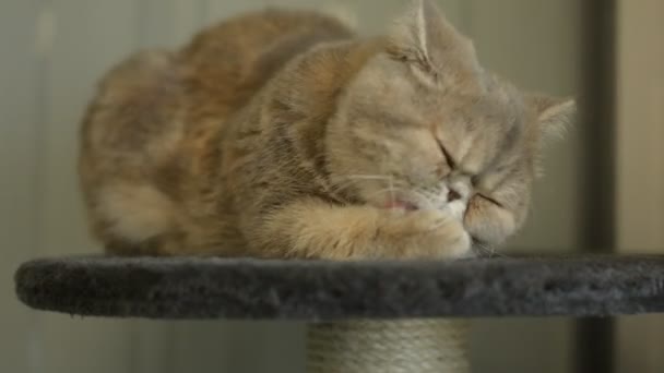 Un chaton exotique et grognon à cheveux courts, perché sur une table haute, lui lèche les pattes et clignote sur la caméra alors qu'elle a les oreilles levées et alerte. Conçus pour élever des chats persiens, ils sont des animaux familiers populaires