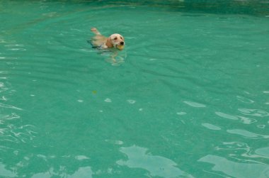 Şirin kapalı beyaz altın Retriever Labrador bir havuz partisinde ağzına bir top ile yüzme Delhi, Hindistan 'da organize. Köpekler doğal yüzücüler ve doğal olarak su içinde köpek kürek başlatacak