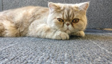 Egzotik kısa saç yavru kedi yerde Crouching ve kamera merak ile bakıyor. Huysuz kedi