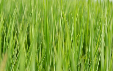 Bir köy tarlasında yetişen vahşi, uzun, parlak yeşil çimenler. Burası köylüler tarafından ineklerini ve bufalolarını beslemek için kullanılıyor. Bu yeşil yaprak aynı zamanda telefon ve masaüstü ekranlarında bir doğa duvar kağıdı olarak çalışır.