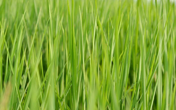 Grama Verde Brilhante Longa Selvagem Crescendo Campo Aldeia Isto Usado — Fotografia de Stock