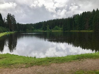 karşı bankada orman                               