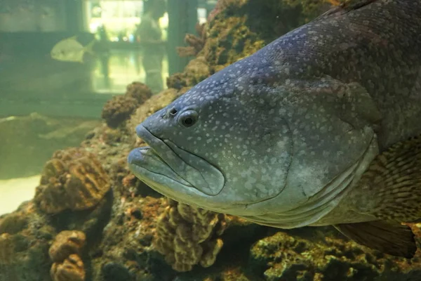 huge fish in aquarium grouper