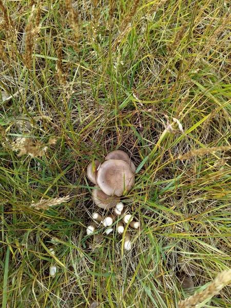 Funghi Nell Erba — Foto Stock