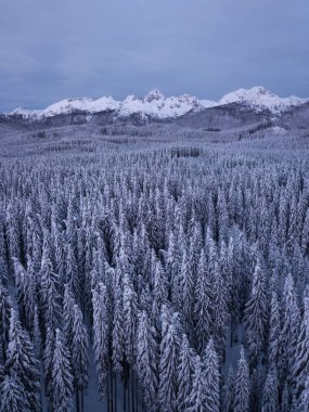Kış dağ orman Pokljuka Slovenya, şafakta karla kaplı