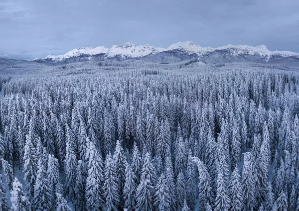 Зимний альпийский лес в Поклюке Словения покрыт снегом на рассвете — стоковое фото