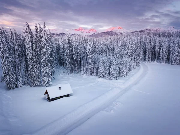 Zimní alpské les na stojce Slovinsko pod sněhem za svítání — Stock fotografie
