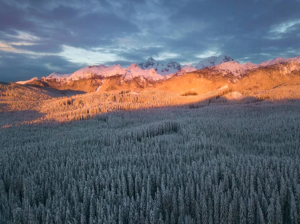 Winter alpine forest at Pokljuka Slovenia covered in snow at dawn — Stock Photo, Image