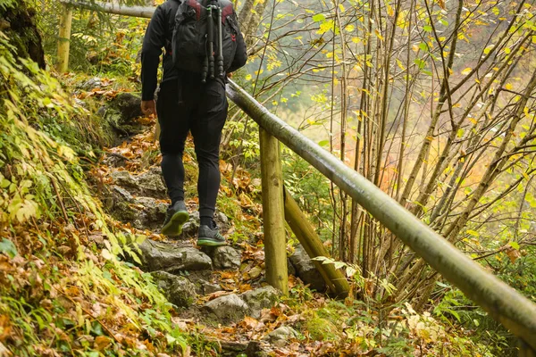 Viajero caminando sobre puente de madera en el bosque —  Fotos de Stock
