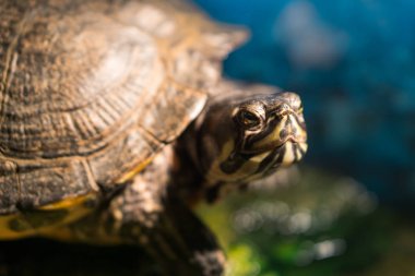 tatlı su su birikintisi yakın kaya tadını çıkarma üzerinde oturan boyalı yetişkin kaplumbağa chrysemys picta Başkanı aşırı closeup