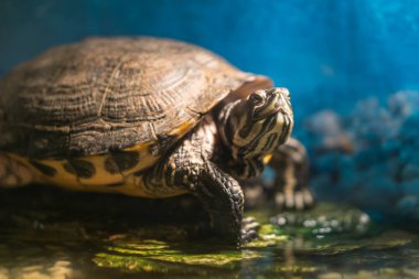 Tatlı su birikintisi içinde geç sabah güneşin tadını çıkarma kayaya oturan yetişkin kaplumbağa chrysemys picta boyalı