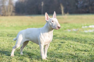 Portrait photo of white bull terrier outdoors on a sunny day clipart
