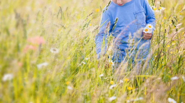 Хлопчик Дитина Збирає Букет Квітів Лузі Сонячний Погодний День Своєї — стокове фото
