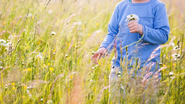 Хлопчик Дитина Збирає Букет Квітів Лузі Сонячний Погодний День Своєї — стокове фото