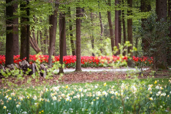 Jardin Tulipes Roses Rouges Fleurissant Dans Forêt — Photo