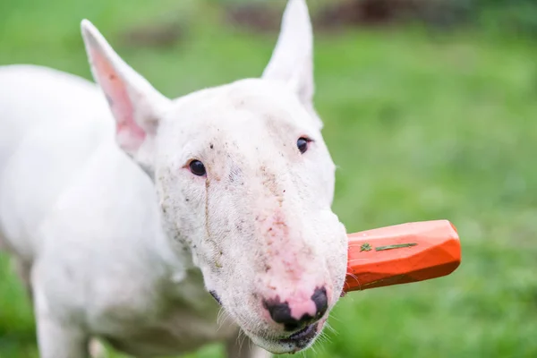 Angielski bull terrier gospodarstwa zabawką w jej usta pełne brudu na nim — Zdjęcie stockowe