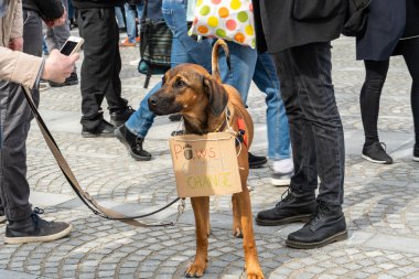 Slovenya, Ljubljana 15.03.2019 - afiş, bir gençlik ile genç protestocular iklim Mart için grev