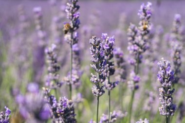 Portre fotoğraf lavanta çiçek ile bir yaz aylarında, arılar