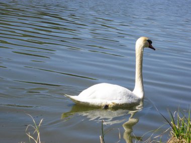 İlkbaharda bir gölette kuğu