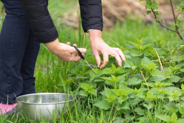 Bahçede ısırgan otu toplayan bir kadın
