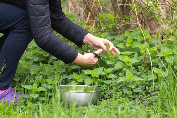 Woman picking nettle at garden — Stock Image Woman picking nettle at garden Stock Image