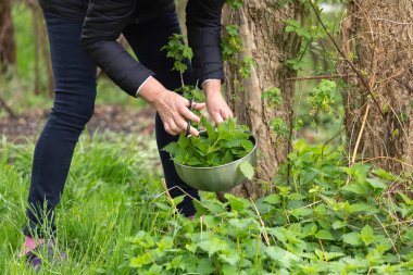 Bahçede ısırgan otu toplayan bir kadın