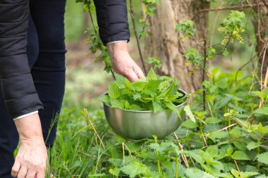 Bahçede ısırgan otu toplayan bir kadın