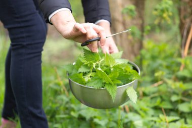 Bahçede ısırgan otu toplayan bir kadın