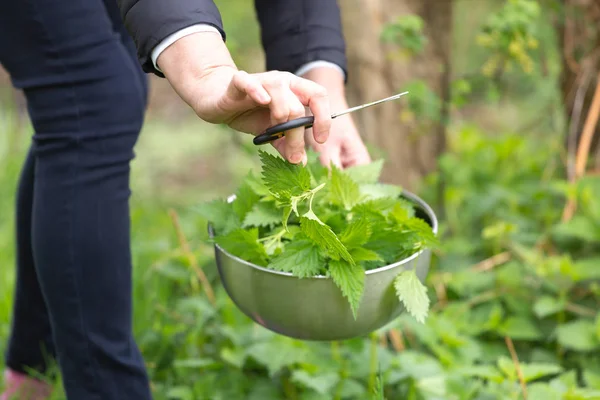 Bahçede ısırgan otu toplayan bir kadın