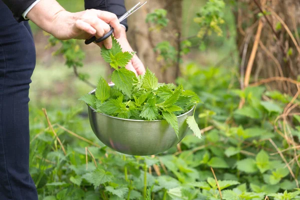 Woman picking nettle at garden — Stock Image Woman picking nettle at garden Stock Image