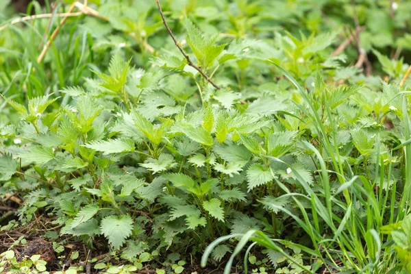 Stinging nettle leaves close-up shot. — Stock Image Stinging nettle leaves close-up shot. Stock Image