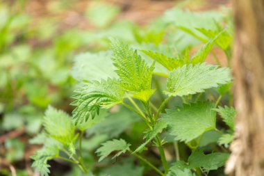 Isırgan otu yakın çekim bırakır.