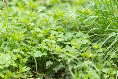 Isırgan otu yakın çekim bırakır.