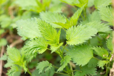 Isırgan otu yakın çekim bırakır.