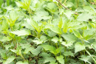 Isırgan otu yakın çekim bırakır.