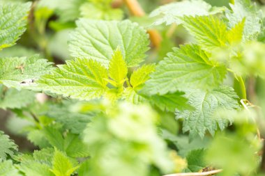 Isırgan otu yakın çekim bırakır.