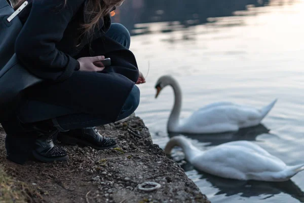Молода дівчина годує красивих лебедів в озері з відображенням — стокове фото