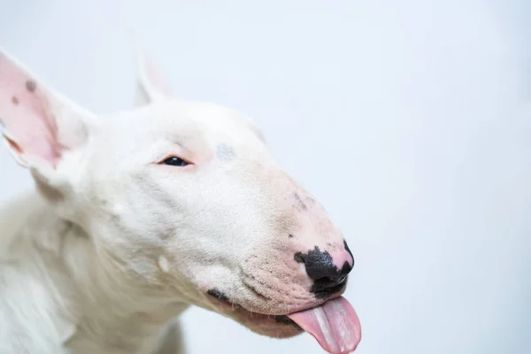 Głodny Bull terrier pies pokazując język na niebieskim tle puste — Zdjęcie stockowe