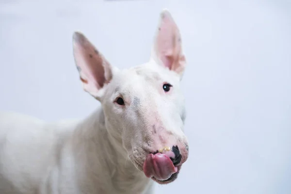 Głodny Bull terrier pies pokazując język na niebieskim tle puste — Zdjęcie stockowe