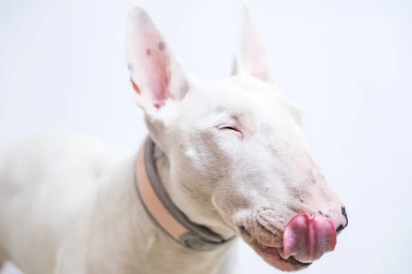 Hladová bulteriér pes zobrazující jazyk na modré prázdné pozadí — Stock fotografie